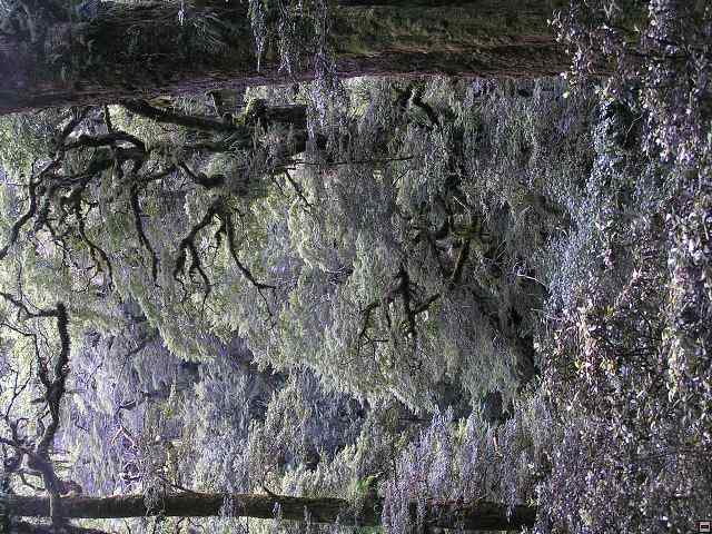 NZ leden-unor 2006 302.jpg